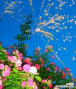 蓝色蔷薇花象征和意义何在？