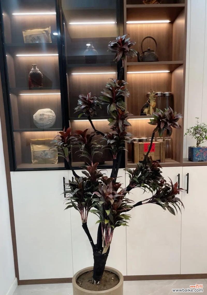 哪种花代表步步高升？步步高升的花语是什么？