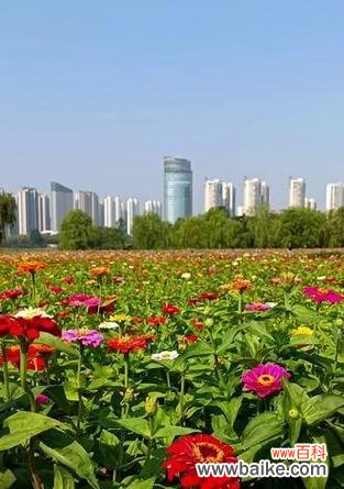 哪种花代表步步高升？步步高升的花语是什么？