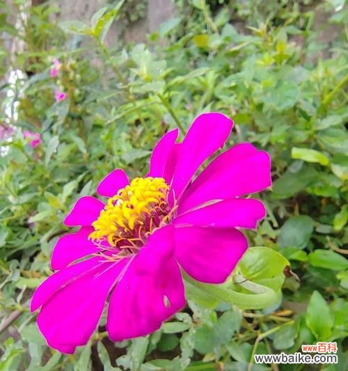 哪种花代表步步高升？步步高升的花语是什么？