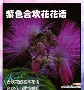 紫色花摆件的寓意是什么？它象征着什么？