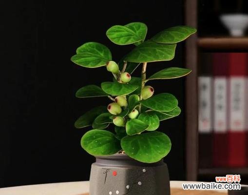 富贵叶子花有哪些寓意和象征?