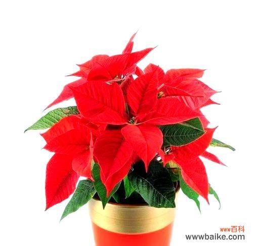 富贵叶子花有哪些寓意和象征?