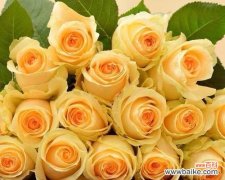 淡橙色香槟玫瑰花代表什么？