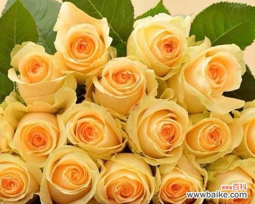 淡橙色香槟玫瑰花代表什么?