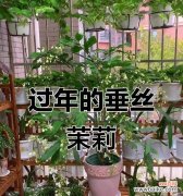 春节适合什么样的花语？春节的花语有哪些？