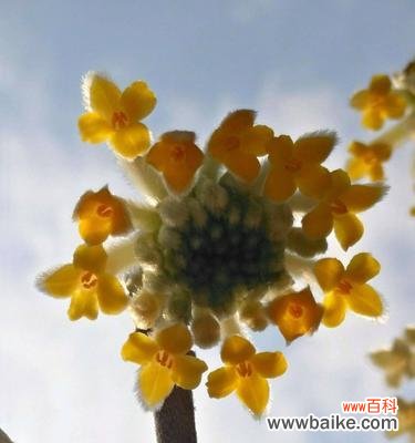 揭秘以结香 以结香的花语与传说