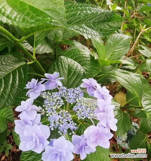 揭秘花的花语含义 花花语