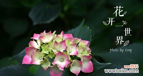 揭秘花的花语含义 花花语