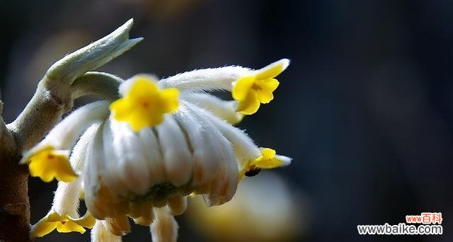 传递爱意和祝福的花朵 以结香花语的深刻寓意