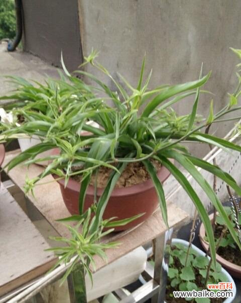 解读金边吊兰花开背后的寓意及象征意义 金边吊兰的花开寓意