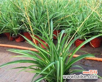 解读金边吊兰花开背后的寓意及象征意义 金边吊兰的花开寓意