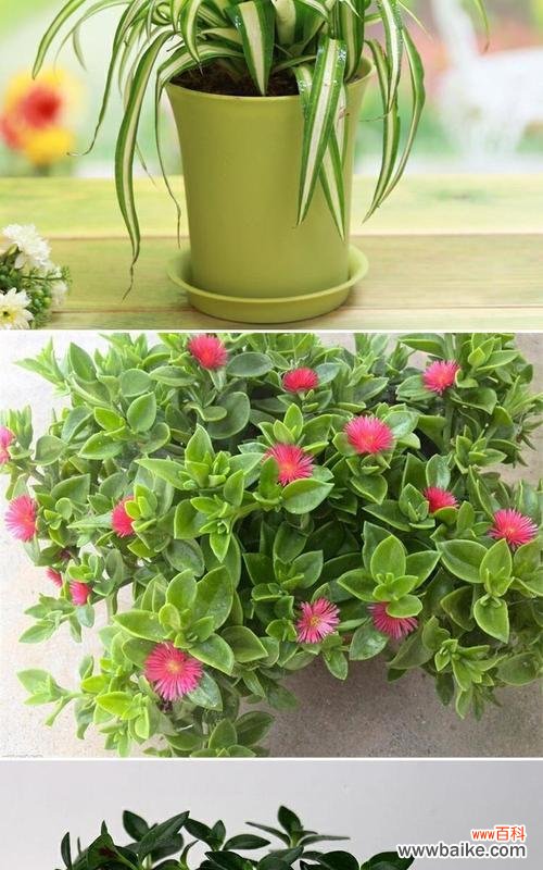 解读金边吊兰花开背后的寓意及象征意义 金边吊兰的花开寓意