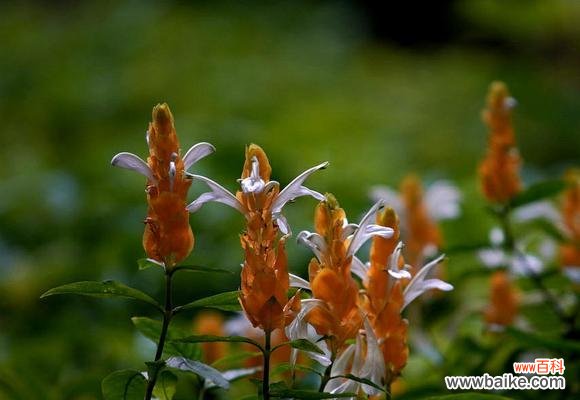 探寻金苞花的花语 金苞花的花语——金黄希望