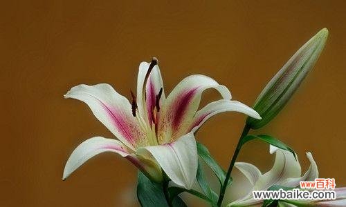 金百合花语的丰富内涵与深远寓意 金百合花语与寓意