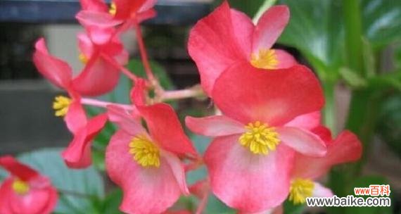 花开花落之间 金蝉花——悠久的回忆与希望