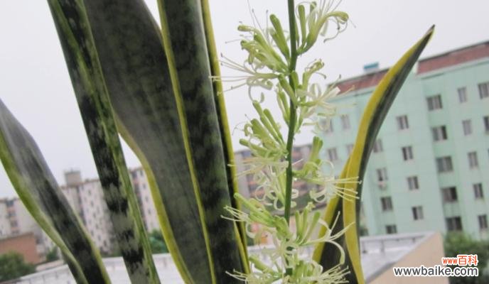 探寻金边虎皮兰盛放的奥秘 金边虎皮兰开花的寓意及象征意义