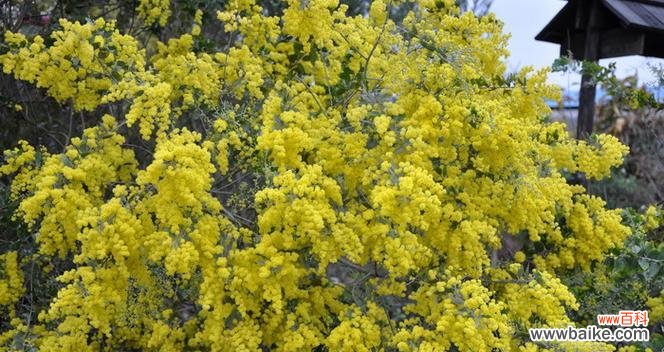 用金合欢花语传递真挚情感 金合欢花语——感受爱与希望的生命之花