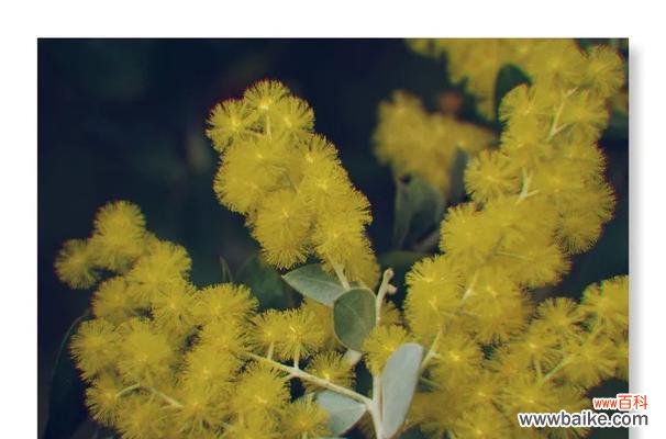 用金合欢花语传递真挚情感 金合欢花语——感受爱与希望的生命之花