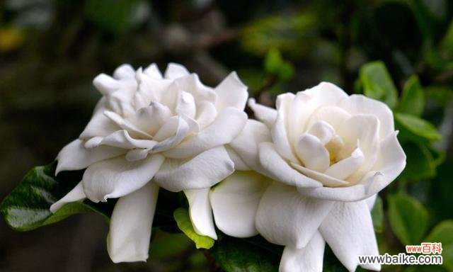 用金缕梅的花语传递情感 金缕梅的花语