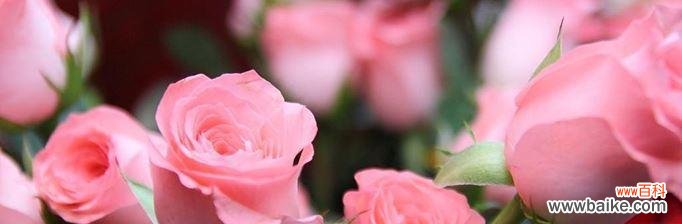 探索玫瑰花语的奥秘 12朵玫瑰花花语解读