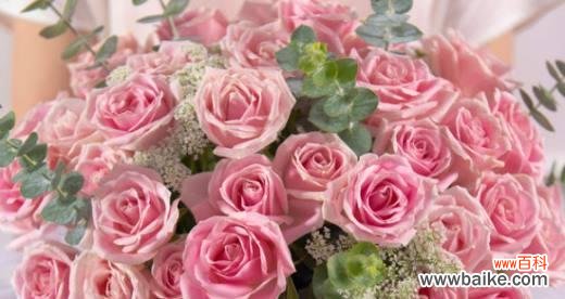 玫瑰花的数目与情感传达 玫瑰花的含义与象征