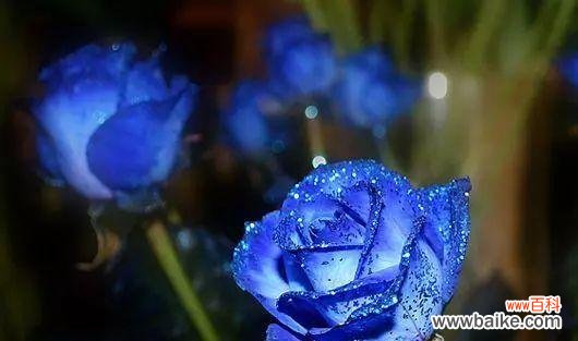 解读玫瑰花的不同寓意 玫瑰花的含义与象征