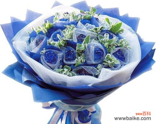 探寻玫瑰花蓝色妖姬的美丽与神秘 玫瑰花蓝色妖姬的象征意义与魅力