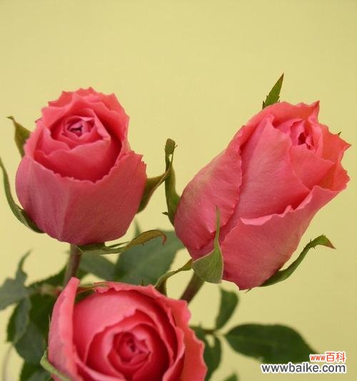 玫瑰花三朵花的深层含义 玫瑰花的象征意义