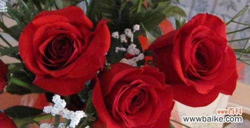 玫瑰花三朵花的深层含义 玫瑰花的象征意义