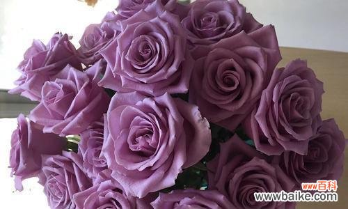 解读玫瑰花的含义与象征 玫瑰花的数量与情感的象征