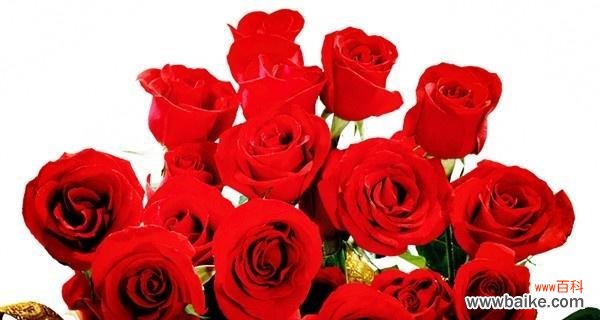 解读玫瑰花数量的深层寓意 玫瑰花的数量与其含义