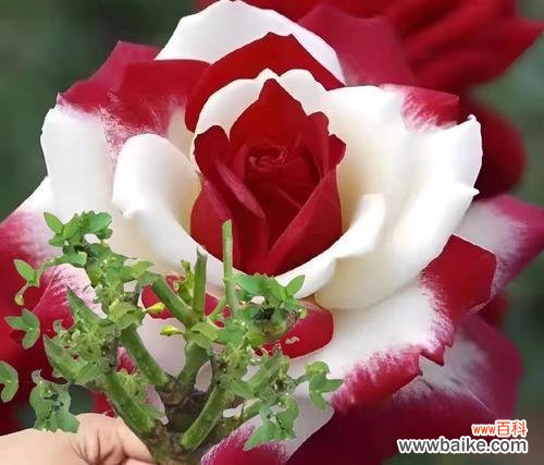 春节修剪玫瑰花有何寓意？它的象征意义是什么？