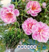 重瓣太阳花捧在手中代表什么？太阳花的深层含义是什么？