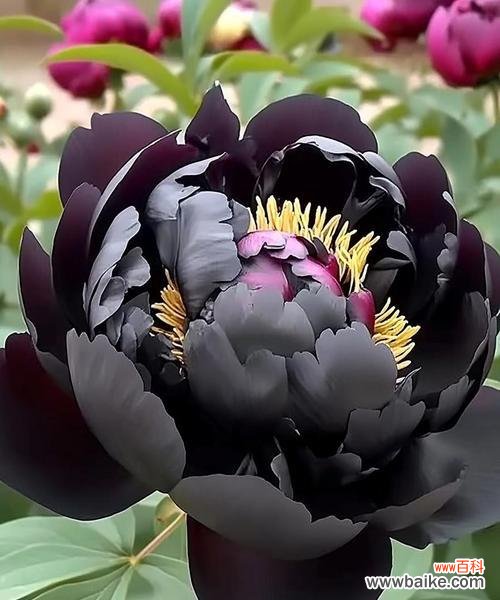 牡丹花象征着什么？为何被视为吉祥的花卉？