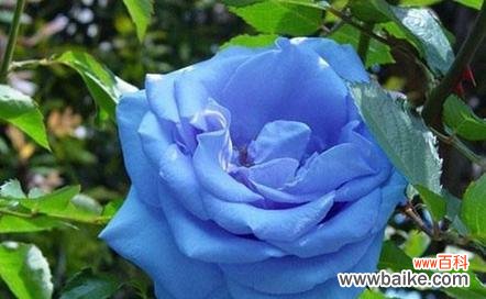 蓝色花中哪些寓意吉祥?