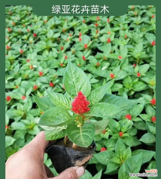 绿色鸡冠花代表了什么意义?