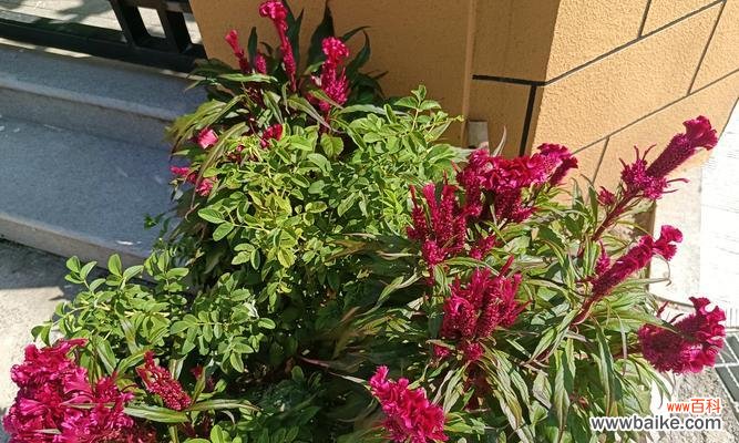 绿色鸡冠花代表了什么意义?