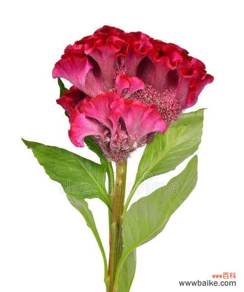 绿色鸡冠花代表了什么意义?