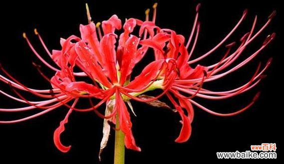 地府用什么颜色的花象征?地府颜色花的象征意义是什么?