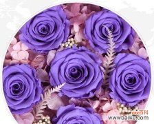 紫色玫瑰花9朵寓意是什么？它们在送礼时传达什么信息？