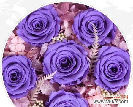 紫色玫瑰花9朵寓意是什么？它们在送礼时传达什么信息？