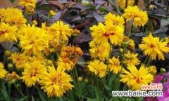 揭示金鸡菊所传递的深刻寓意 金鸡菊花语