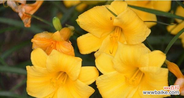 金娃娃萱草花语传达的心愿和美好愿望 金娃娃萱草花语——祝福和幸福的象征