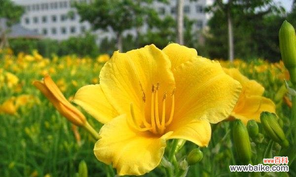 金娃娃萱草花语传达的心愿和美好愿望 金娃娃萱草花语——祝福和幸福的象征