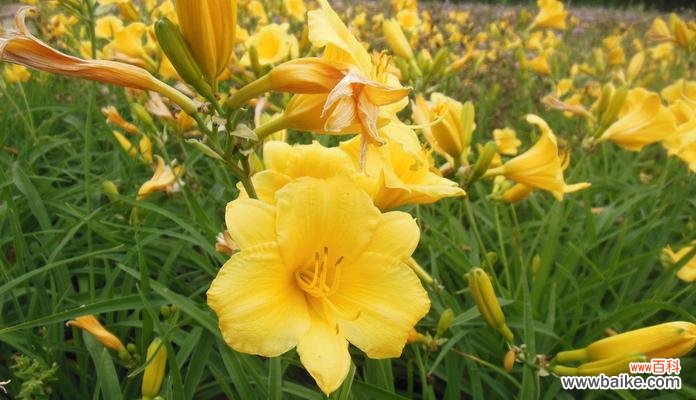 金娃娃萱草花语传达的心愿和美好愿望 金娃娃萱草花语——祝福和幸福的象征