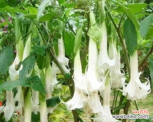 寻找永恒的黄金花之旅 金色曼陀罗花