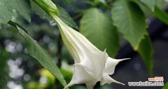 以金色曼陀罗花为主题的花语解读与赏析 金色曼陀罗花语