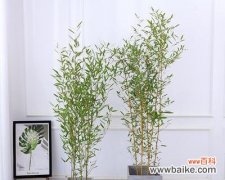 探讨金镶玉竹的象征意义和文化内涵 金镶玉竹寓意深远