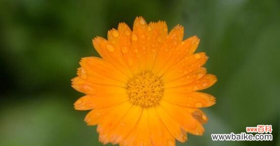 探寻金盏花的秘密 金盏花的花语与传说